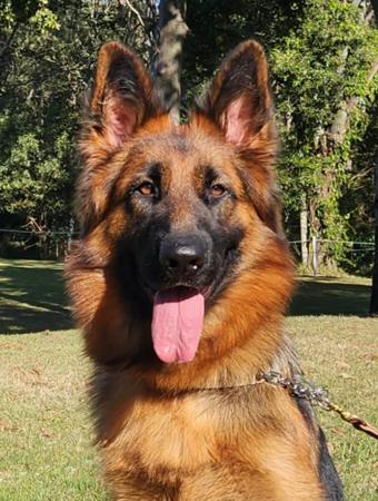 German Shepherd Dog (Long Stock Coat) puppy for sale by VONBAKKERKENNEL