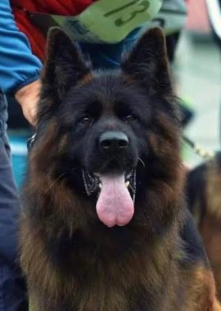 German Shepherd Dog for sale by VONBAKK
