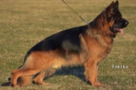 German Shepherd Dog for sale by VONBAKK