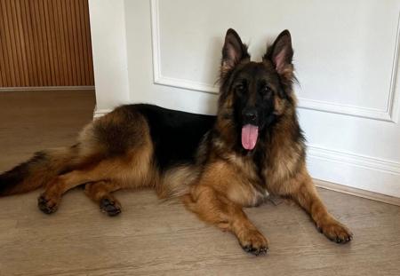 German Shepherd Dog for sale by VONBAKK