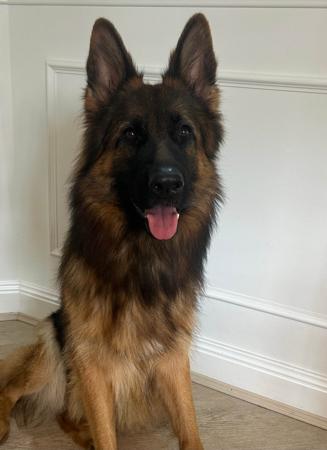 German Shepherd Dog for sale by VONBAKK