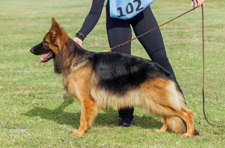 German Shepherd Dog puppy for sale by VONBAKKERKENNEL