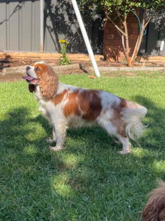 Cavalier King Charles Spaniel for sale by SNAZZPAWS