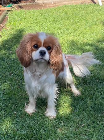 Cavalier King Charles Spaniel for sale by SNAZZPAWS