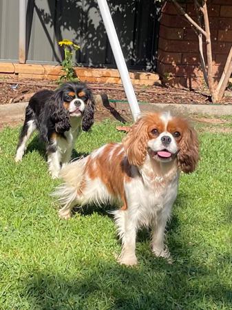 Cavalier King Charles Spaniel for sale by SNAZZPAWS