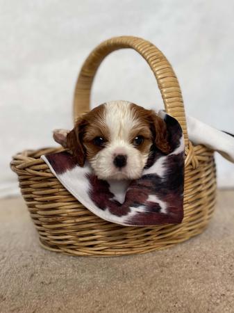 Cavalier King Charles Spaniel for sale by SNAZZPAWS
