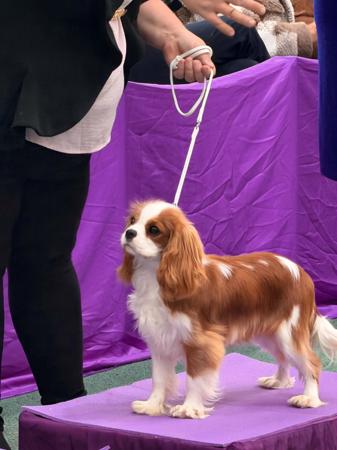 Cavalier King Charles Spaniel for sale by SNAZZPAWS