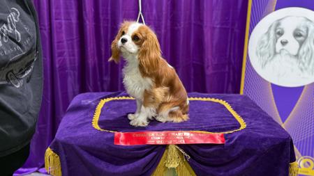 Cavalier King Charles Spaniel for sale by SNAZZPAWS