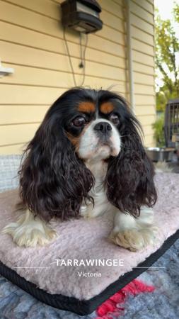 Cavalier King Charles Spaniel for sale by SNAZZPAWS