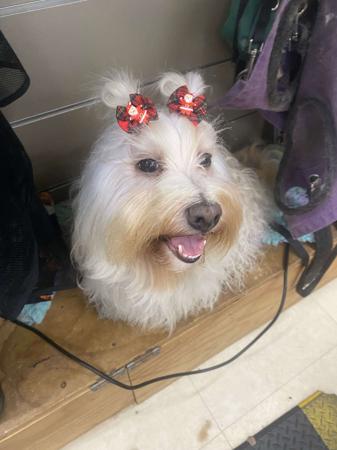 Havanese for sale by HAVAROGUE