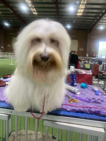 Havanese for sale by HAVAROGUE