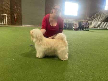 Havanese for sale by HAVAROGUE