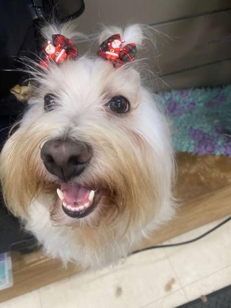 Havanese for sale by HAVAROGUE