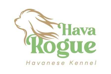 Havanese for sale by CTHONA