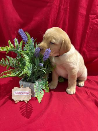 Labrador Retriever for sale by LABSINLOVE
