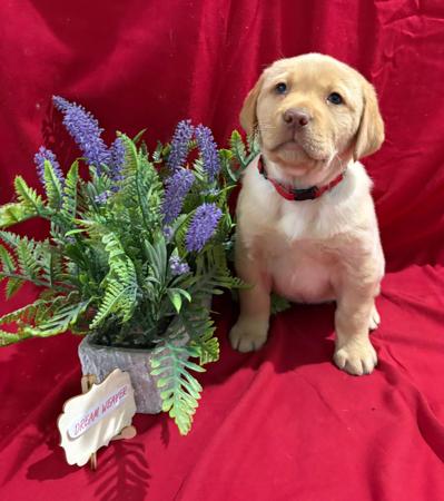 Labrador Retriever for sale by LABSINLOVE