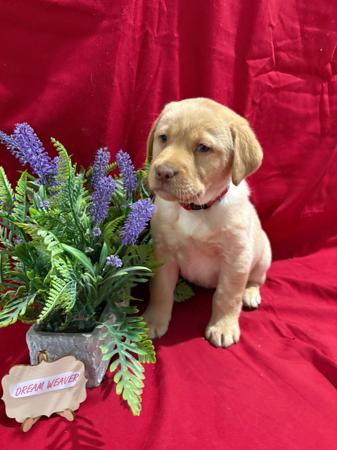 Labrador Retriever for sale by LABSINLOVE