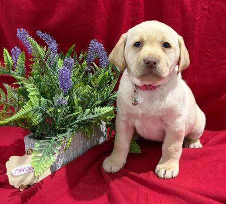 Labrador Retriever for sale by LABSINLOVE