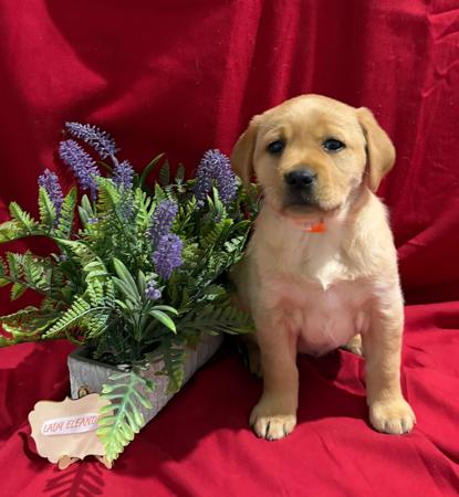 Labrador Retriever for sale by LABSINLOVE