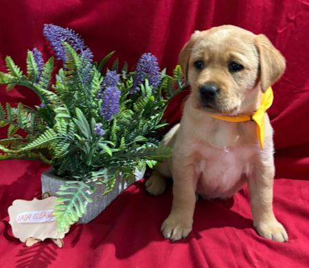 Labrador Retriever for sale by LABSINLOVE