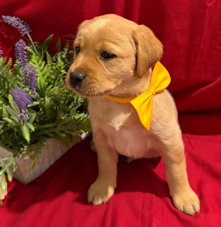 Labrador Retriever for sale by LABSINLOVE