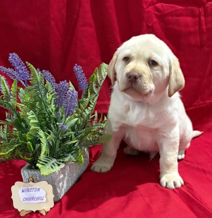 Labrador Retriever for sale by LABSINLOVE