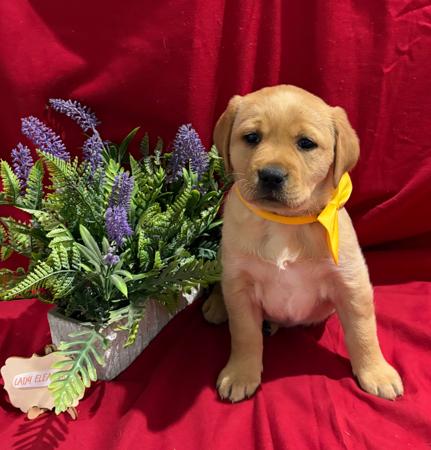 Labrador Retriever for sale by LABSINLOVE