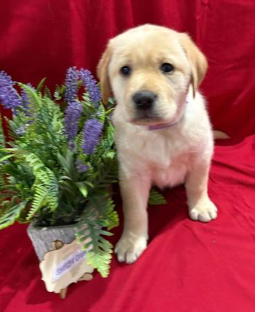 Labrador Retriever for sale by LABSINLOVE