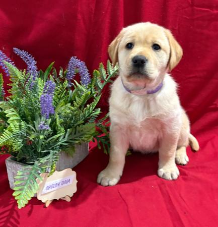 Labrador Retriever for sale by LABSINLOVE