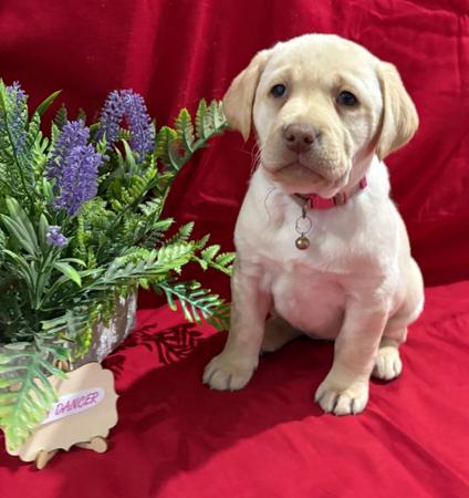 Labrador Retriever for sale by LABSINLOVE