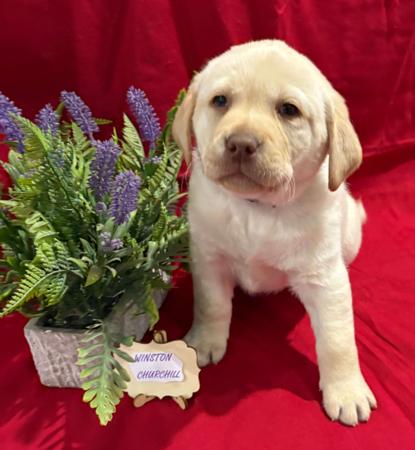 Labrador Retriever for sale by LABSINLOVE