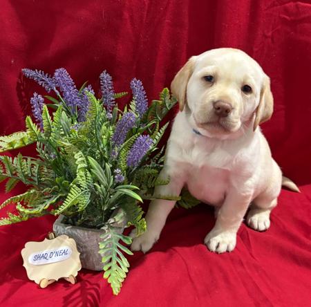Labrador Retriever for sale by LABSINLOVE