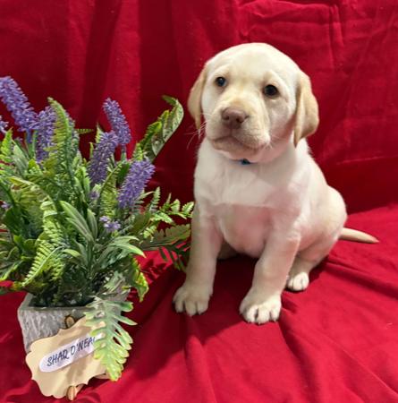 Labrador Retriever for sale by LABSINLOVE