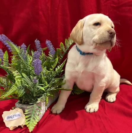 Labrador Retriever for sale by LABSINLOVE