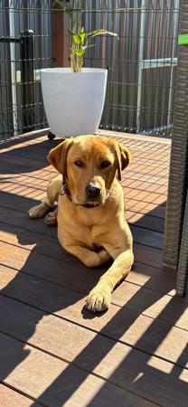 Labrador Retriever for sale by LABSINLOVE