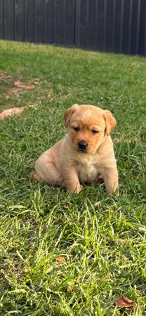Labrador Retriever for sale by LABSINLOVE