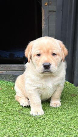 Labrador Retriever for sale by LABSINLOVE