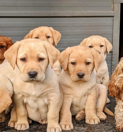 Labrador Retriever puppy for sale by LABSINLOVE