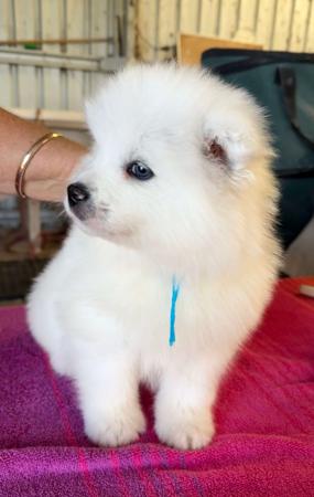 Samoyed puppy for sale by SAMLOCH