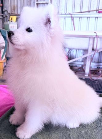 Samoyed puppy for sale by SAMLOCH