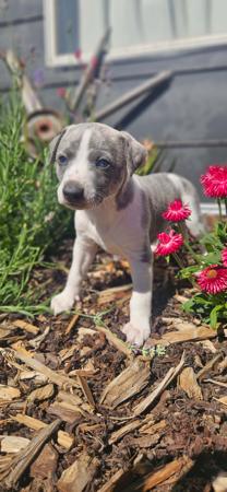 Whippet for sale by NORMANAIDA