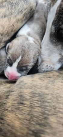 Whippet for sale by NORMANAIDA