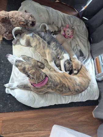 Whippet for sale by NORMANAIDA