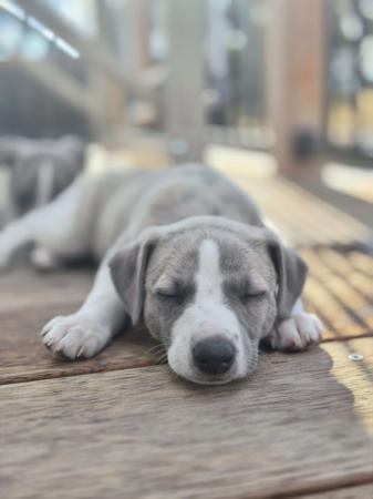 Whippet for sale by NORMANAIDA