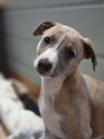 Whippet for sale by NORMANAIDA