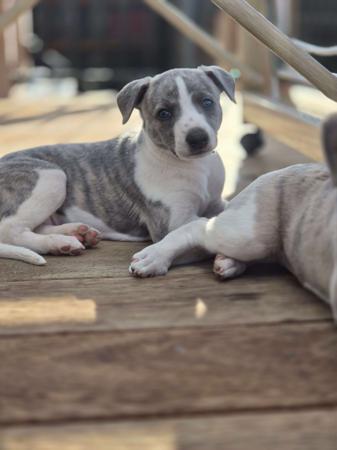 Whippet for sale by NORMANAIDA