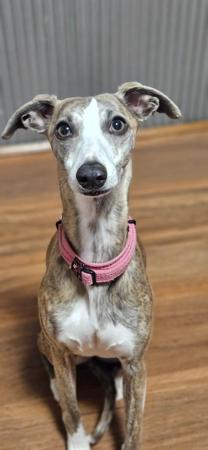 Whippet for sale by NORMANAIDA