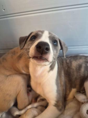 Whippet for sale by NORMANAIDA