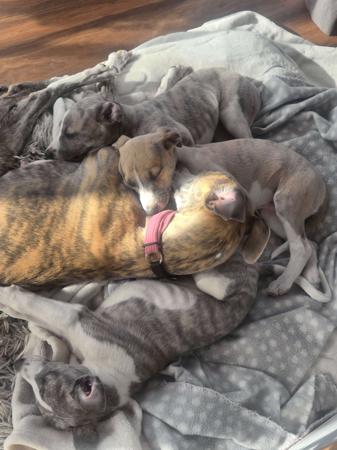 Whippet for sale by NORMANAIDA