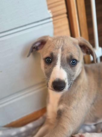Whippet for sale by NORMANAIDA